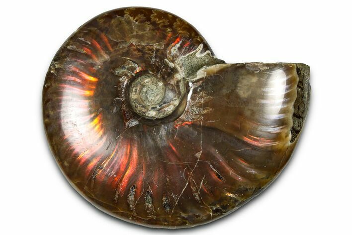 Polished Red Flash Ammonite (Cleoniceras) Fossil - Madagascar #367698